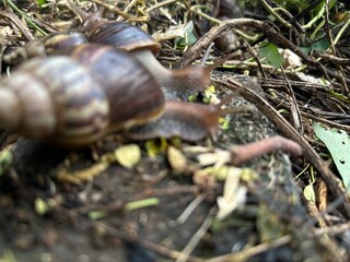 snail on a tree