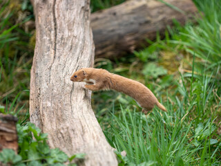 Obraz premium A Weasel Jumping a Log