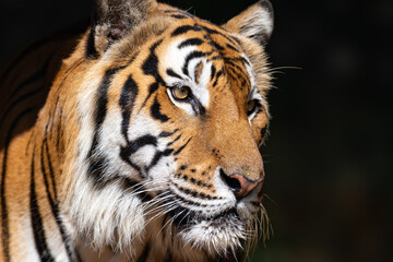 A close-up portrait of a Bengal tiger 