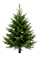 Christmas Pine Tree