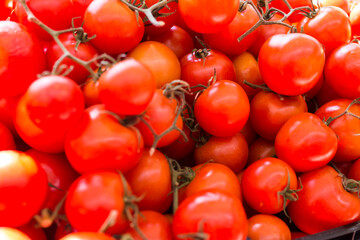 lots of tomatoes on a branch on counter