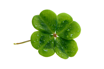 A vibrant four leaf clover with water droplets against black background