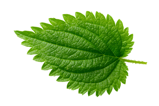 A vibrant green leaf isolated against a stark black background