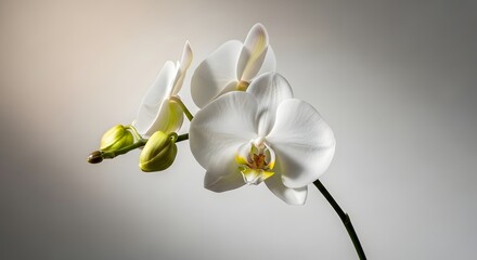 Beautiful white blossoms of lily of the valley, orchid, and magnolia flowers capture the spring beauty of nature's delicate flora