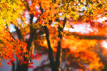 日本の美しいもみじ