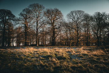 Beautiful, scenic view of bare deciduous trees in a cold, frosty public park in late autumn or early winter