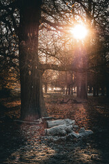 Beautiful, scenic view of bare deciduous trees in a cold, frosty forest in late autumn or early winter
