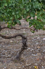 Russia, Republic of Crimea.  A bizarrely shaped vine on endless fields near the town of Sudak.