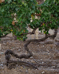 Russia, Republic of Crimea.  A bizarrely shaped vine on endless fields near the town of Sudak.