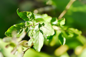 basil or holy basil, sweet basil or Ocimum tenuiflorum or Sacred basil or Lamiaceae plant or vegetable