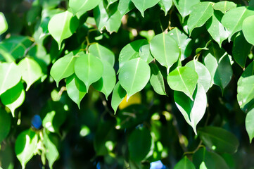 Ficus benjamina L , Ficus benjamina or weeping fig or MORACEAE