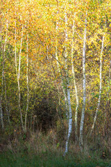 Autumn landscape in a mixed forest. Yellow foliage on birch trees, withered grass, young pine forest.