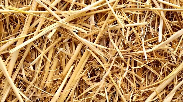 A closeup view of a pile of straw, showcasing its goldenyellow hues. The texture of the straw is intricate, with individual strands interspersed throughout, creating a natural and rustic appearance.