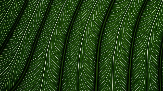 Stunning macro texture of dark tropical leaf structure featuring bright white parallel venation pattern.