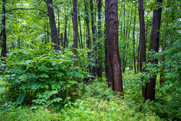 Obraz premium Green trees in the forest, Bialowieza Forest, Poland