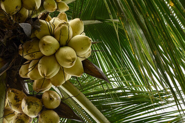 Coconuts bearing fruit abundantly, Yellow coconuts, Coconut trees
