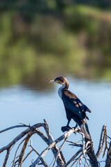 Cormoran perché sur un arbre mort au bord d'un étang