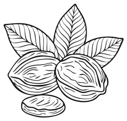 Hand drawn almond nuts with leaves in a black and white sketch style vector illustration