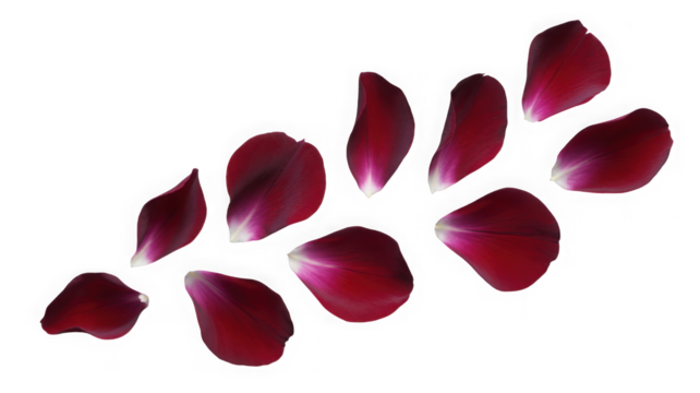 Deep red tulip petals scattered delicate flower elements isolated on transparent background