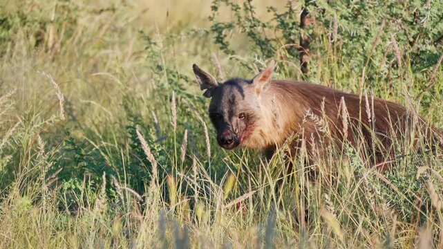 Brown Hyena feeding on dead animal in Savannah