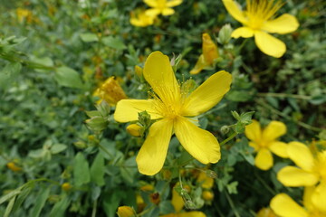 Macro of yellow flower of St. Johns wort in mid June