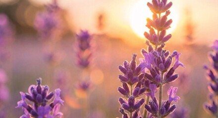 Beautiful Lavender Flowers Bathed in Golden Sunset Light Creating a Peaceful Natural Scene