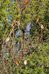 Naklejka premium Euplectes ignicolores et travailleurs à bec rouge perché dans un arbre