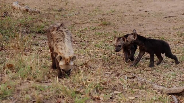 Hyenas family walking on grass in Savannah