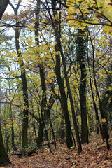 Path in the autumn forest with yellow leaves and green trees on the sides