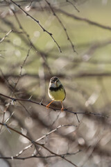 Petit passereau tenant sa proie dans son bec