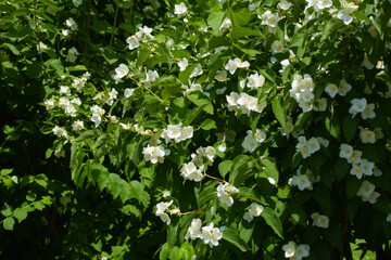 Plenteous white flowers of Philadelphus coronarius in mid June