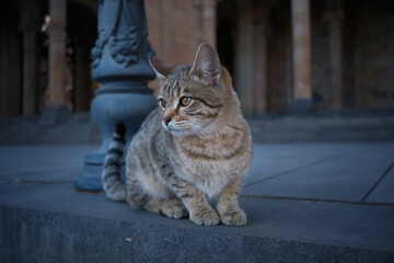 armenian street cat