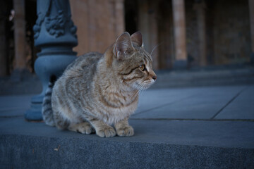 armenian street cat