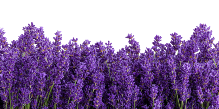lavender flowers field isolated on white or transparent png