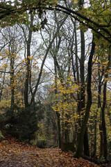 Path in the autumn forest with yellow leaves and green trees on the sides