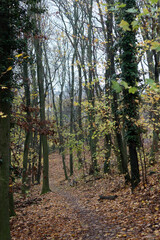 Path in the autumn forest with yellow leaves and green trees on the sides