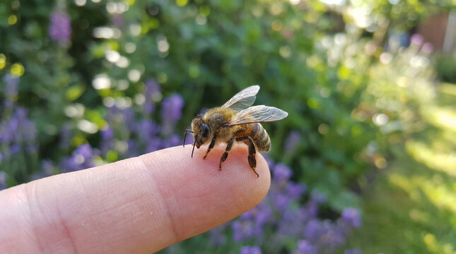 Bee resting on human finger with blurred floral background