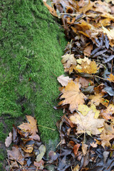 Autumn leaves and moss on the ground in the park, close up