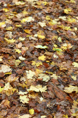 Autumn leaves on the ground in the forest. Selective focus.