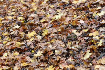 Autumn leaves on the ground in the forest. Selective focus.