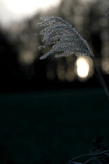 明け方のススキの穂