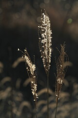 立ち枯れた植物