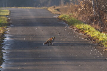 鳴いてるキタキツネ