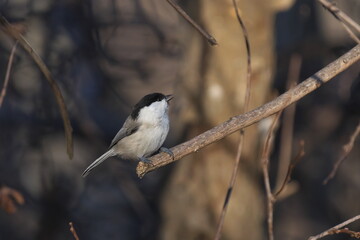 枝に止まったコガラ