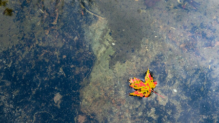 Single autumn leaf floating in shallow water