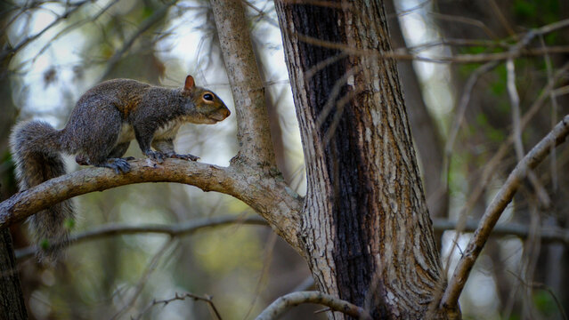 Eastern gray squirrel perched on branch watches