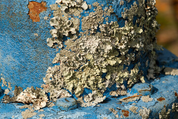 Flaking blue paint on weathered fire hydrant