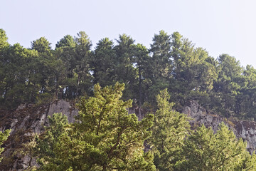 A scenic forest ridge with evergreen treetops above a rugged rocky cliff, ideal for nature backgrounds, travel themes, outdoor designs, and eco-focused projects.