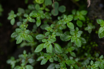 Close-up of Lush Green Foliage in Natural Setting