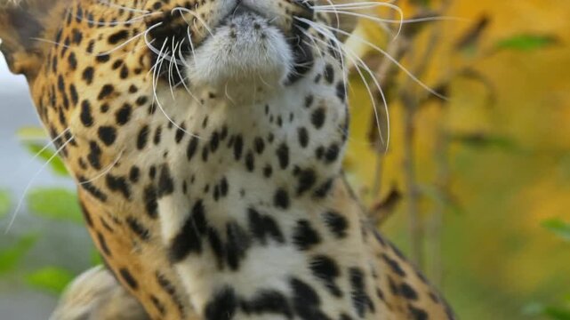 Slow motion shot of Leopard scratching itself 